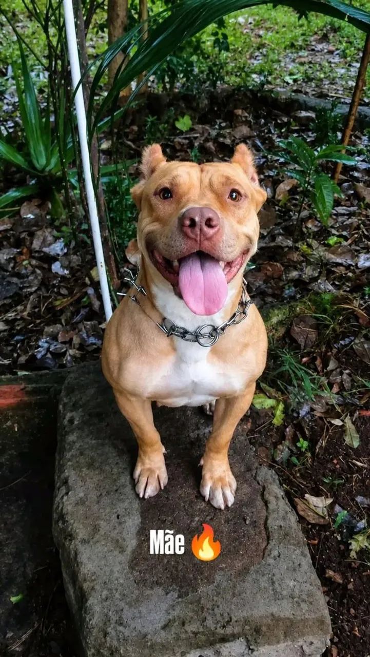 Pitbulls disponíveis - Foto 4