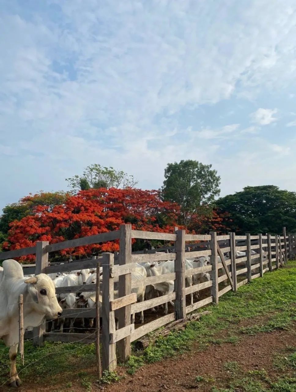 Fazenda 40 alqueires. Serra de Taquaruçu. Palmas-TO - Foto 5