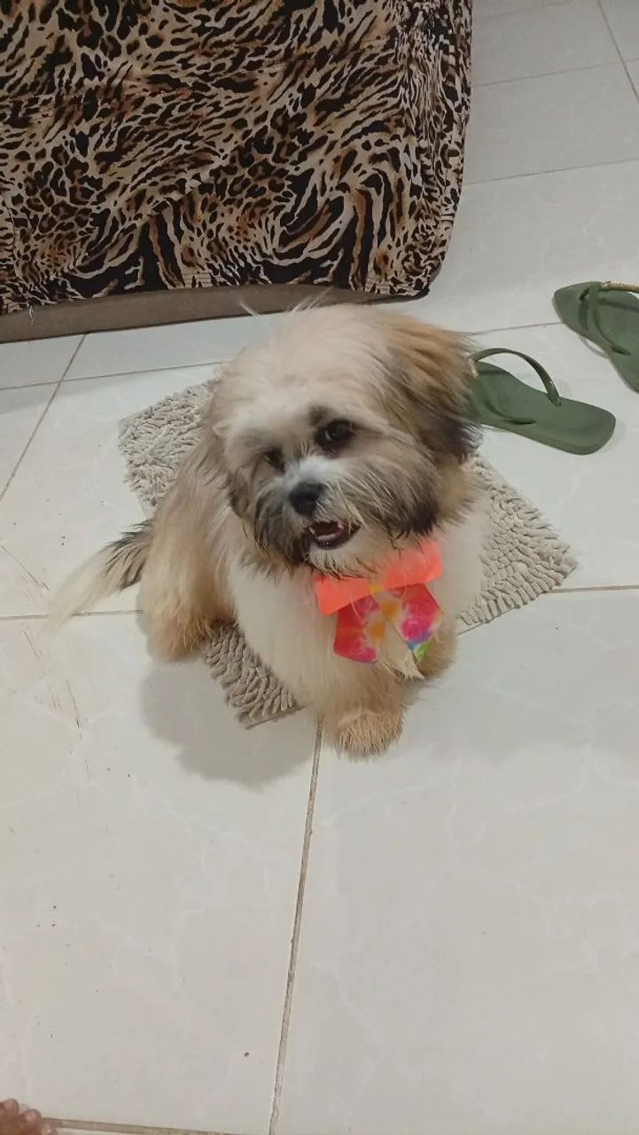Cachorro  - Foto 2