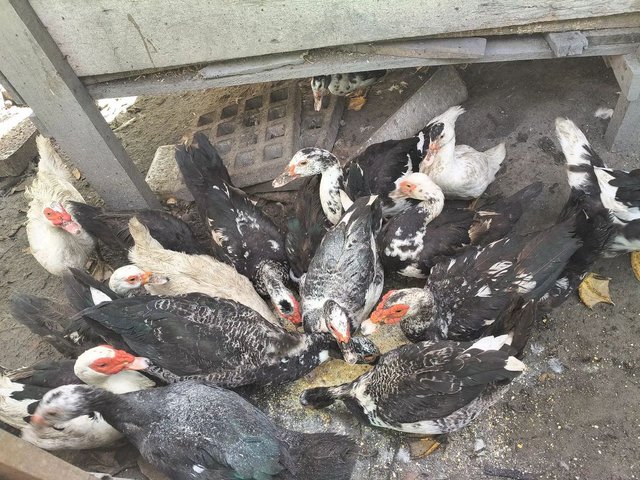 Patos  - Foto 2