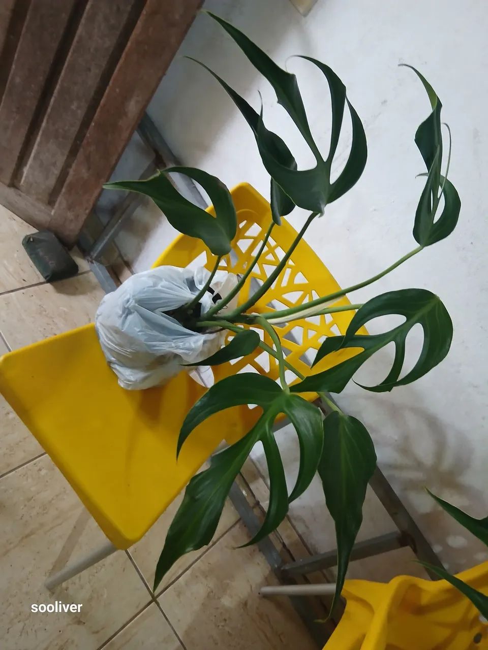Monstera Burle MárX