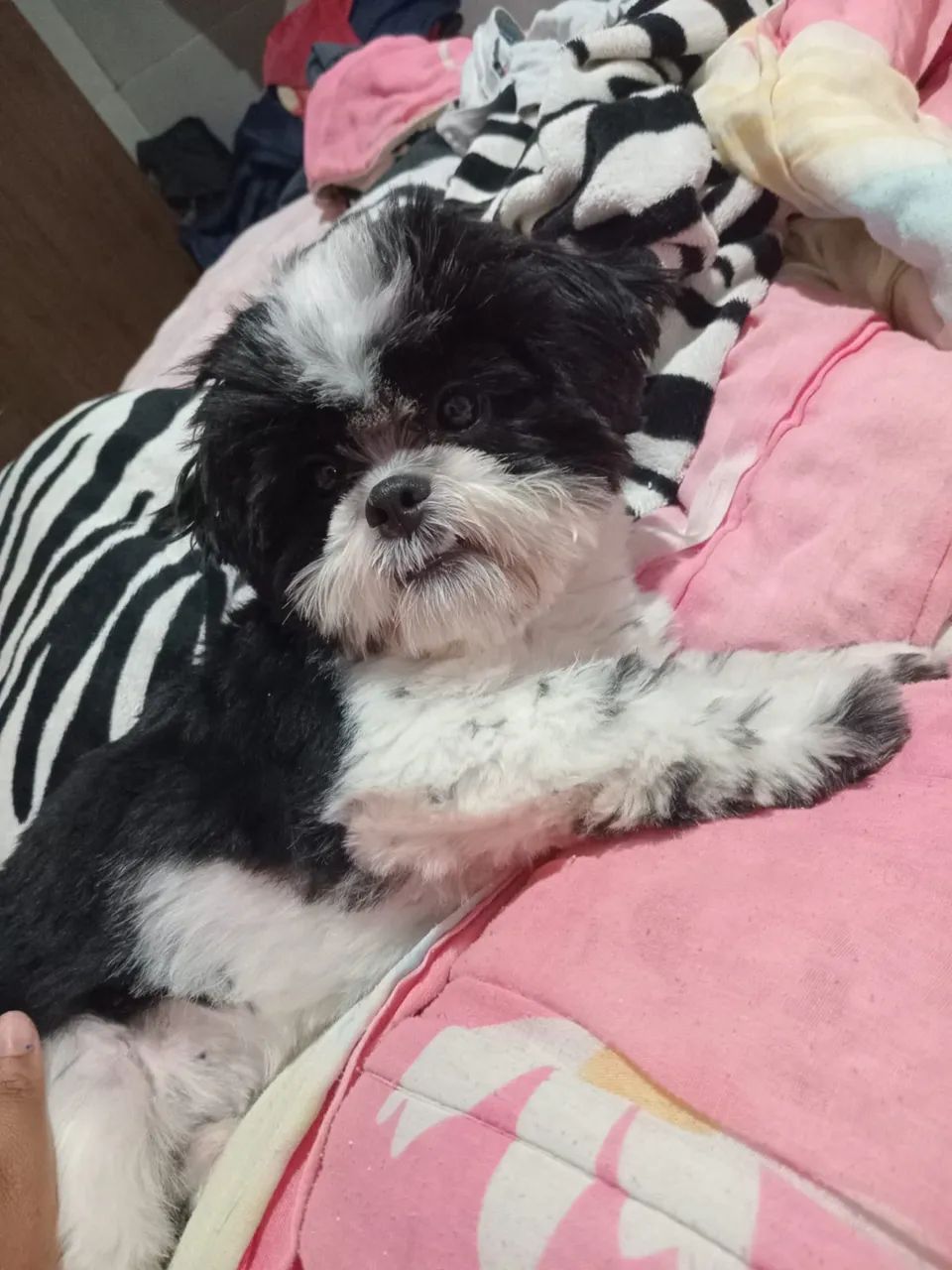 Cachorro shih tzu - Foto 4