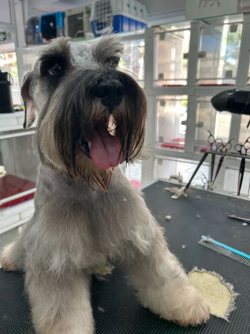 Schnauzer machinho 