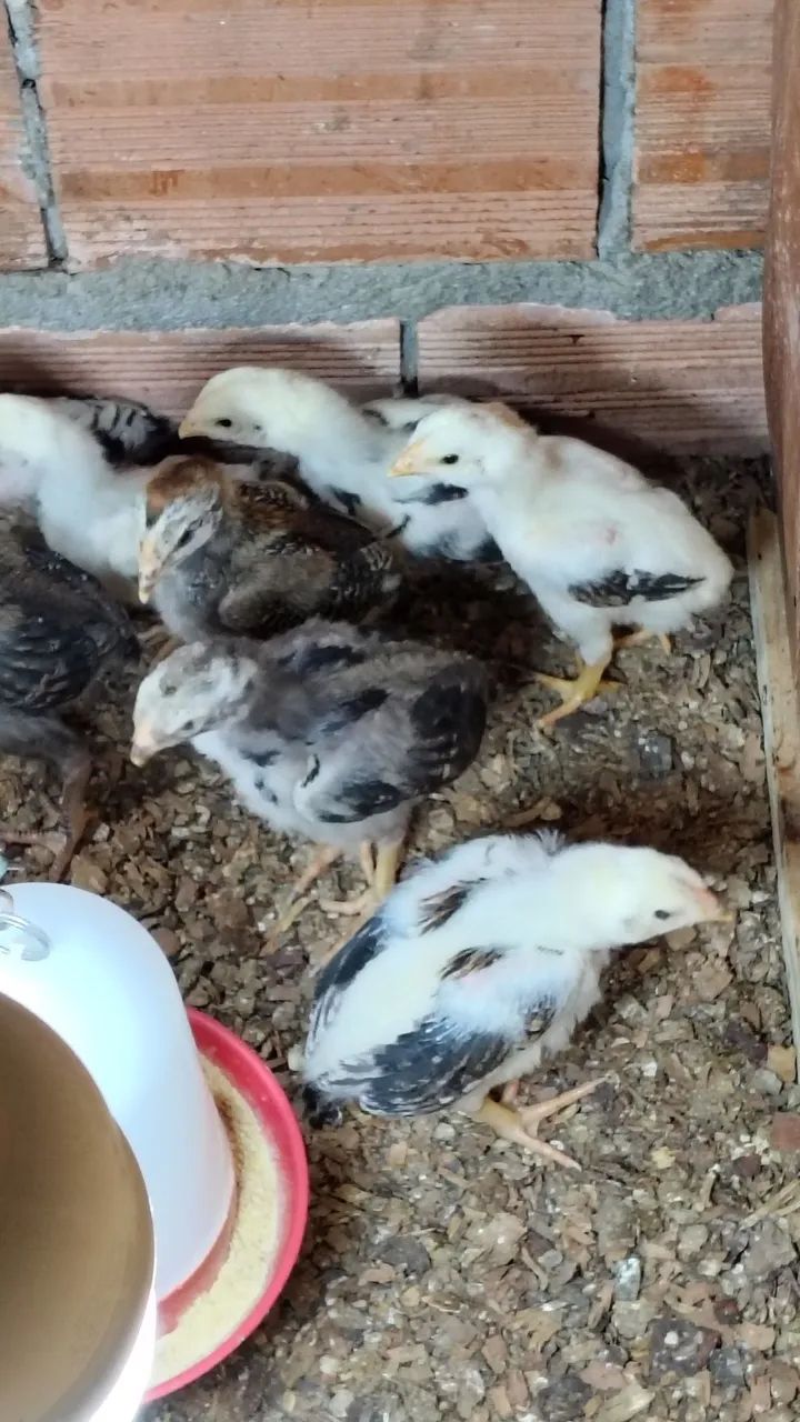 Pintinhos da raça Mura com 18 dias valor individual r$ 30 - Foto 6