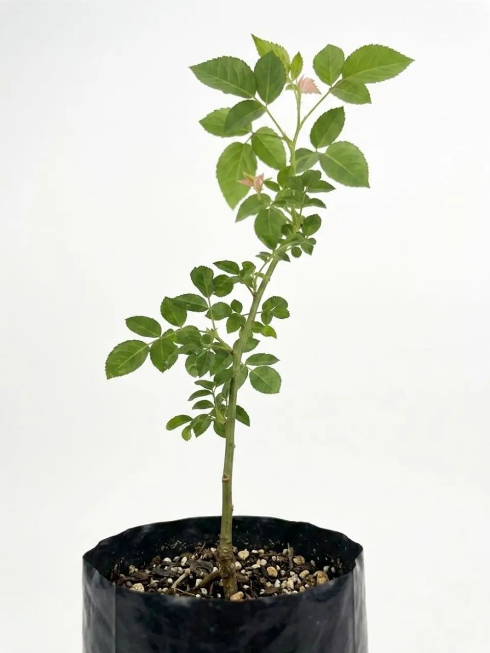 Muda de Sabugueiro 