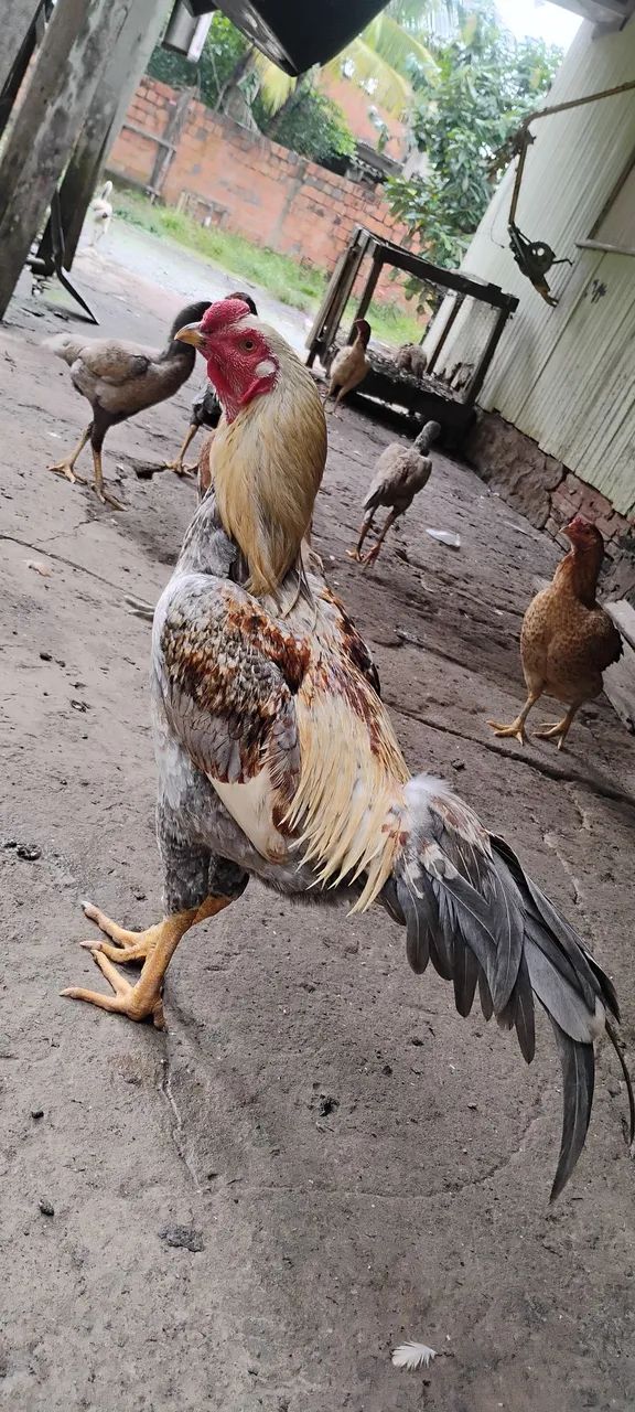 Vendo mais de 20 cabeças de galinha e galos indianos crista bola e crista normal - Foto 4