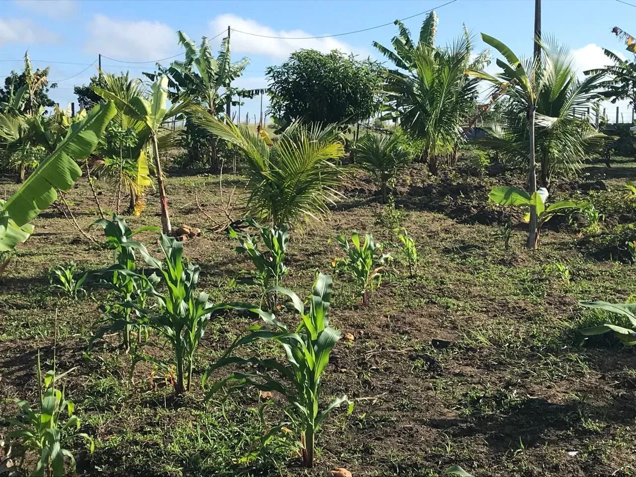 granja em comum município de Monte Alegre bem estruturada - Foto 5