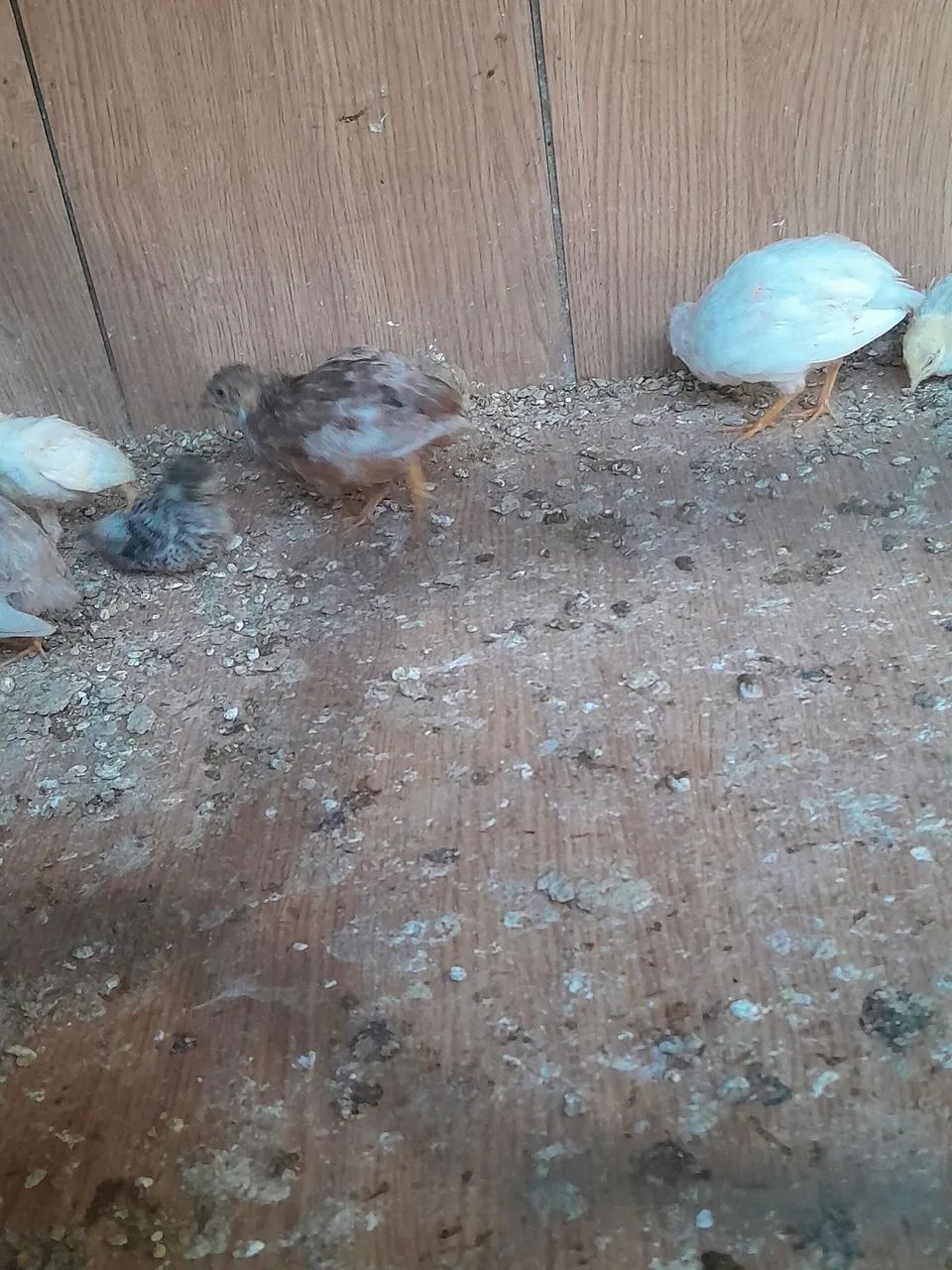 Codornas chinesa jovem macho - Foto 2
