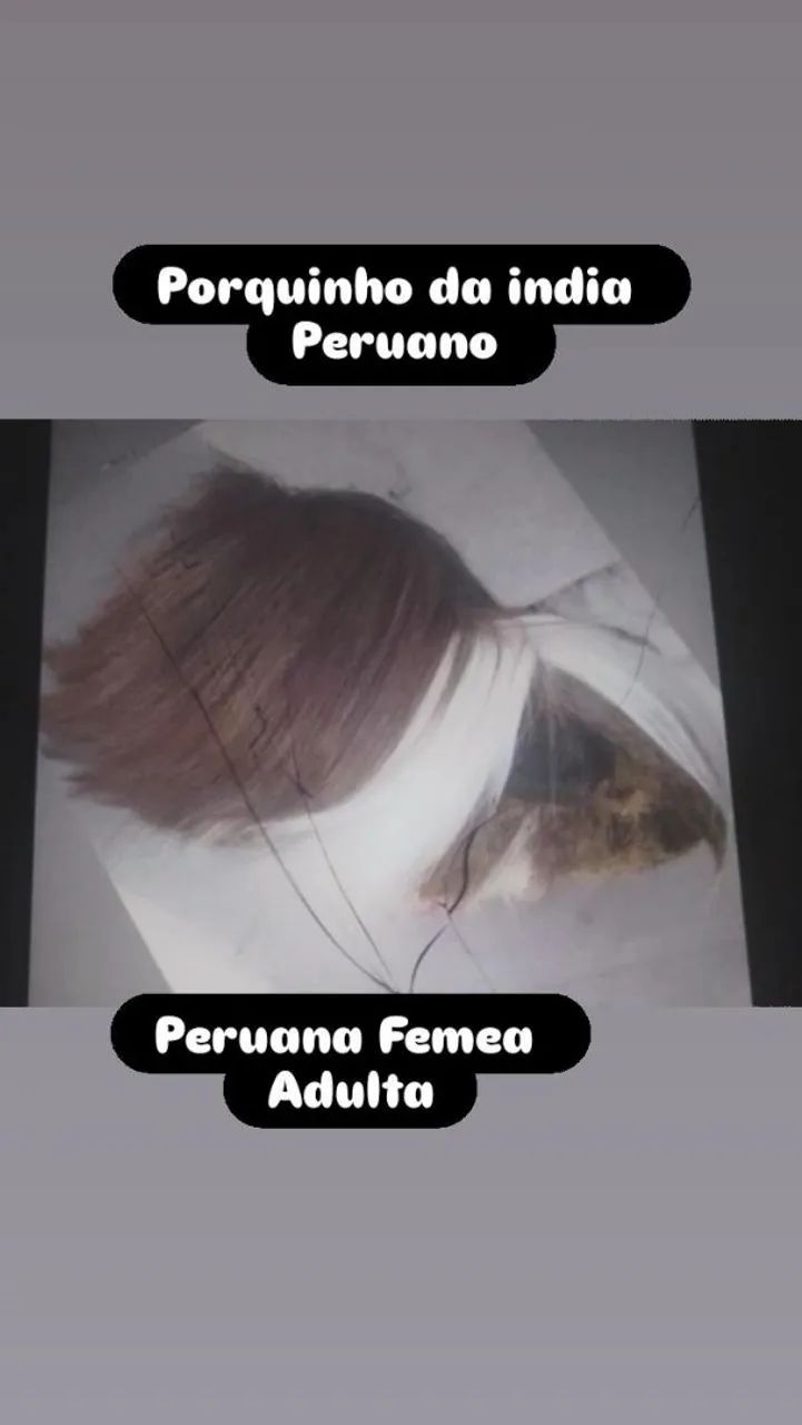 Porquinho da india Peruano  Fêmea  - Foto 2