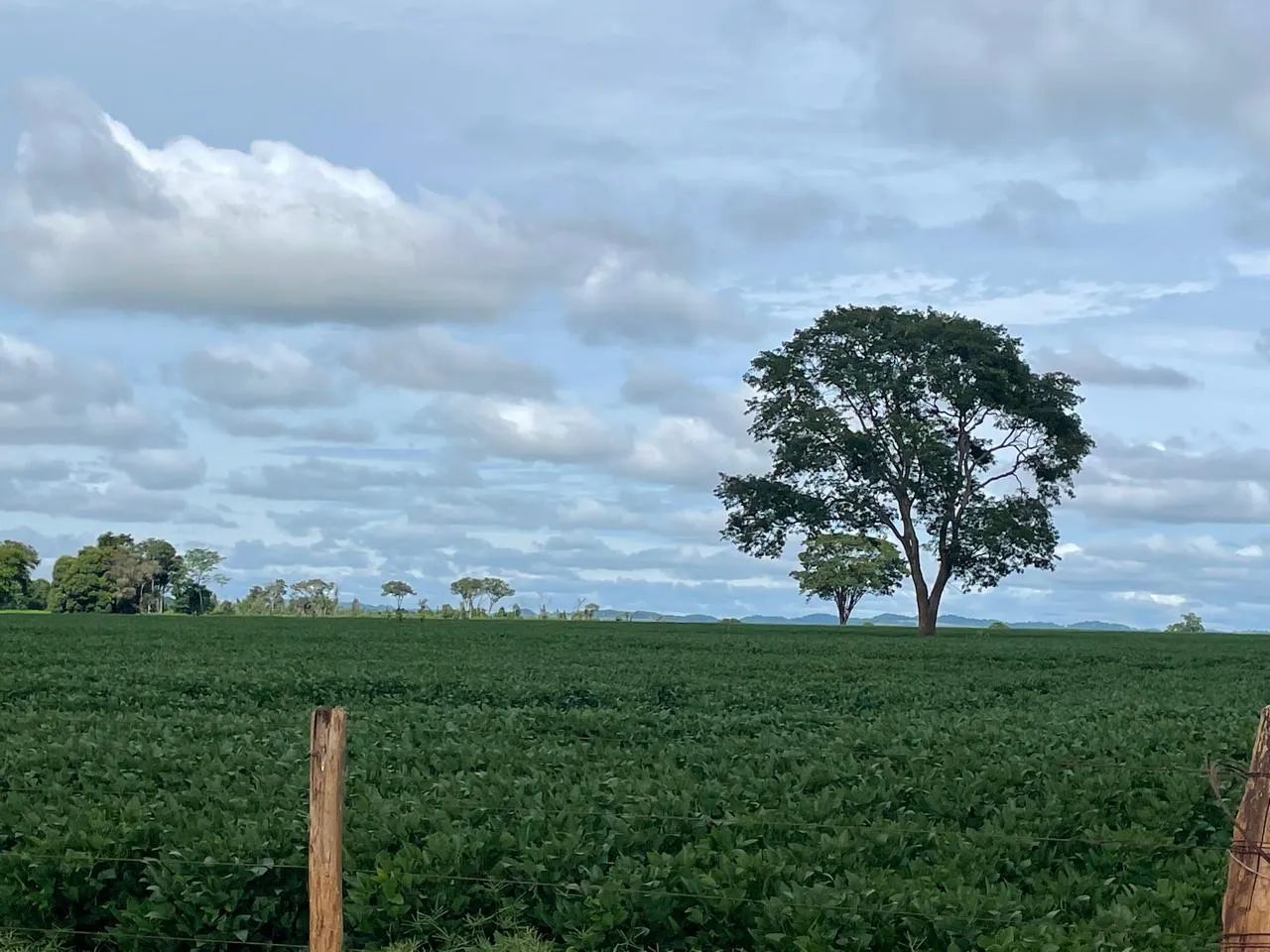 Chácara de 6 alqueires em Anicuns-Go - Foto 4