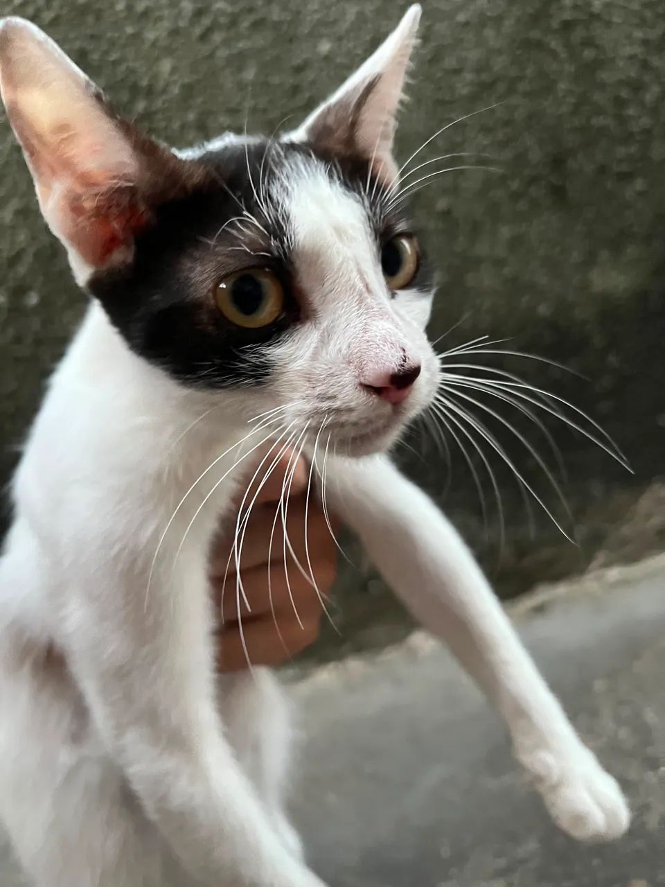 Gatinho para adoção  - Foto 3