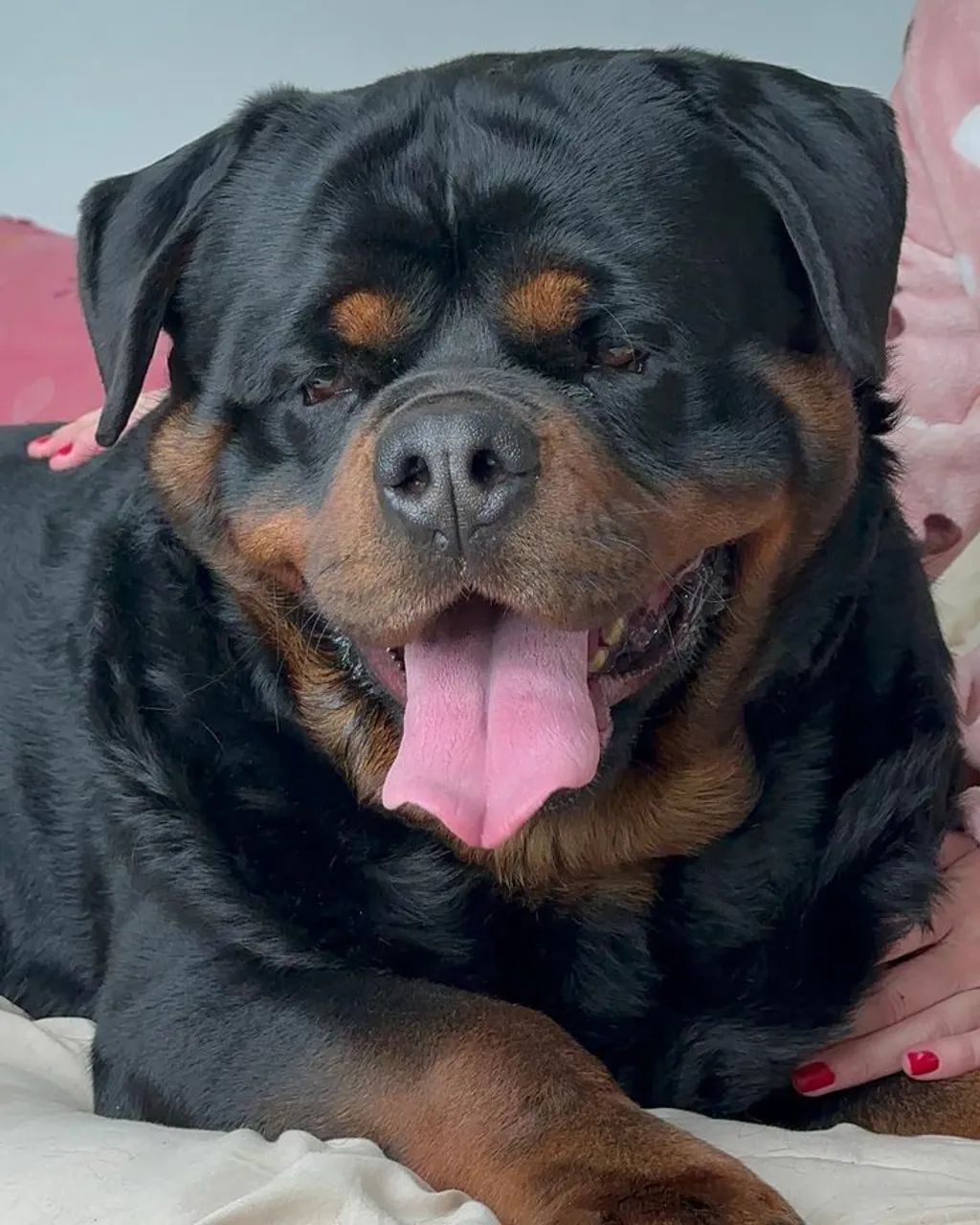 Rottweiler alemão 