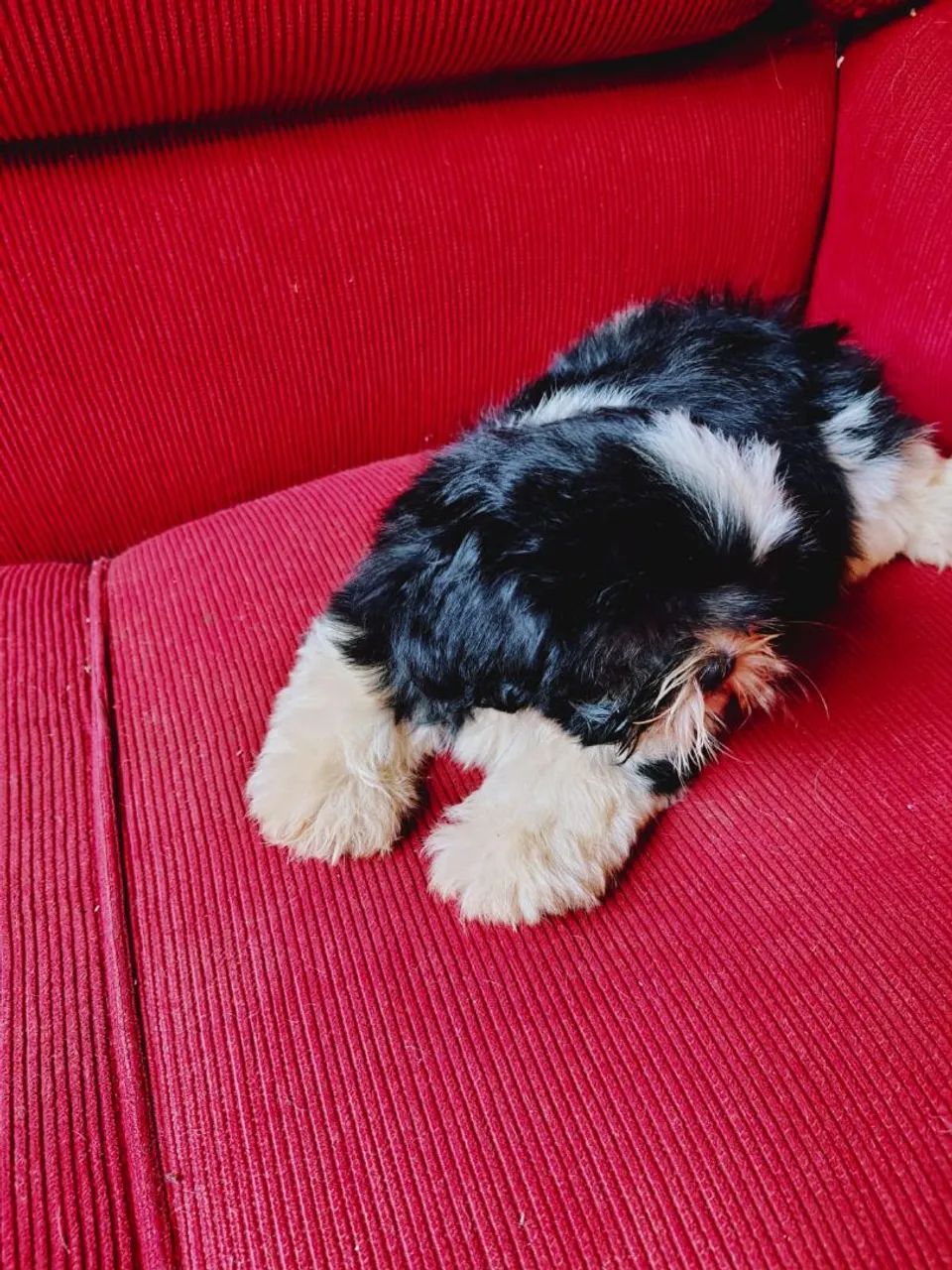 Cachorro ? 