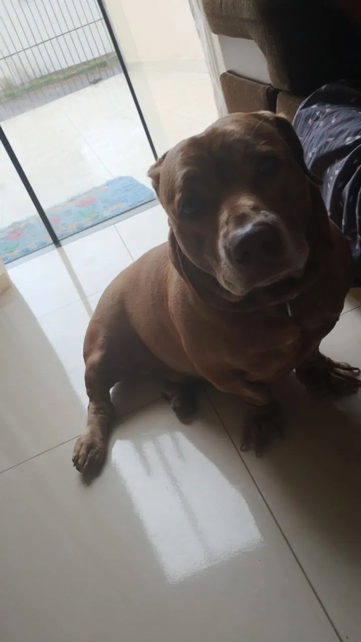 Doa-se pet macho - Foto 2