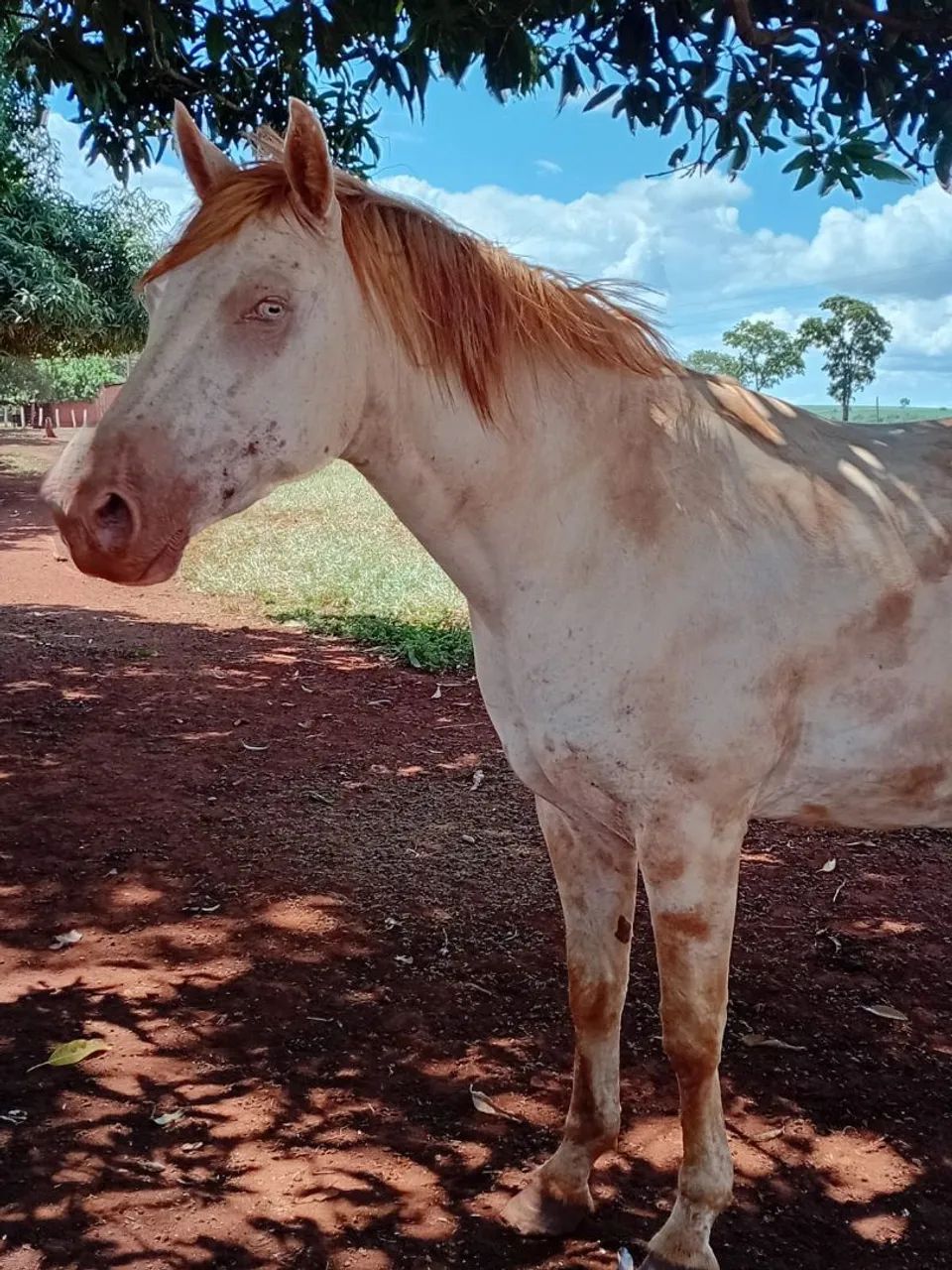 Égua QM pra venda