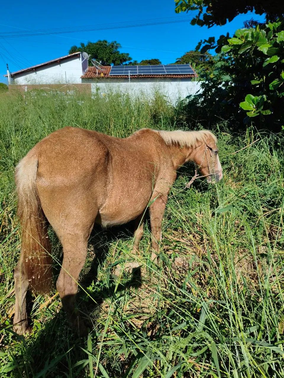 Égua 