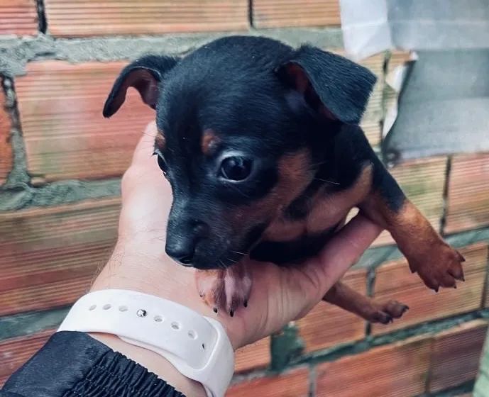 Cachorro Pincher   - Foto 2
