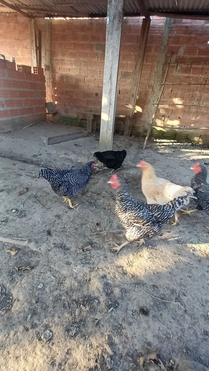 Galinhas caipiras - Foto 4