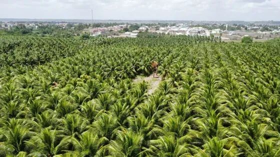 Granja com 12 hectares plantada de coqueiros em Monte Alegre - Foto 5
