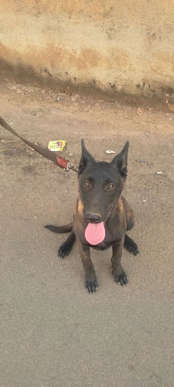 PASTOR BELGA MALINOIS, MACHO  - Foto 3