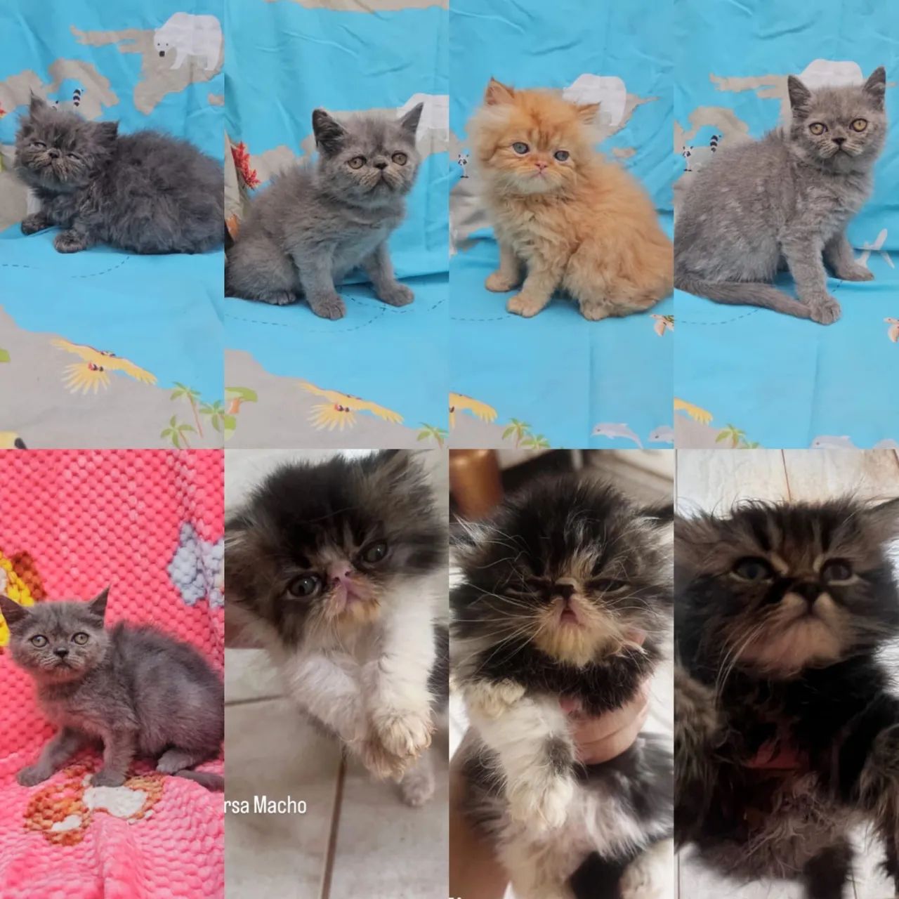 Persas, Exóticos e Himalaios Filhotes - Gatil BSB Cat