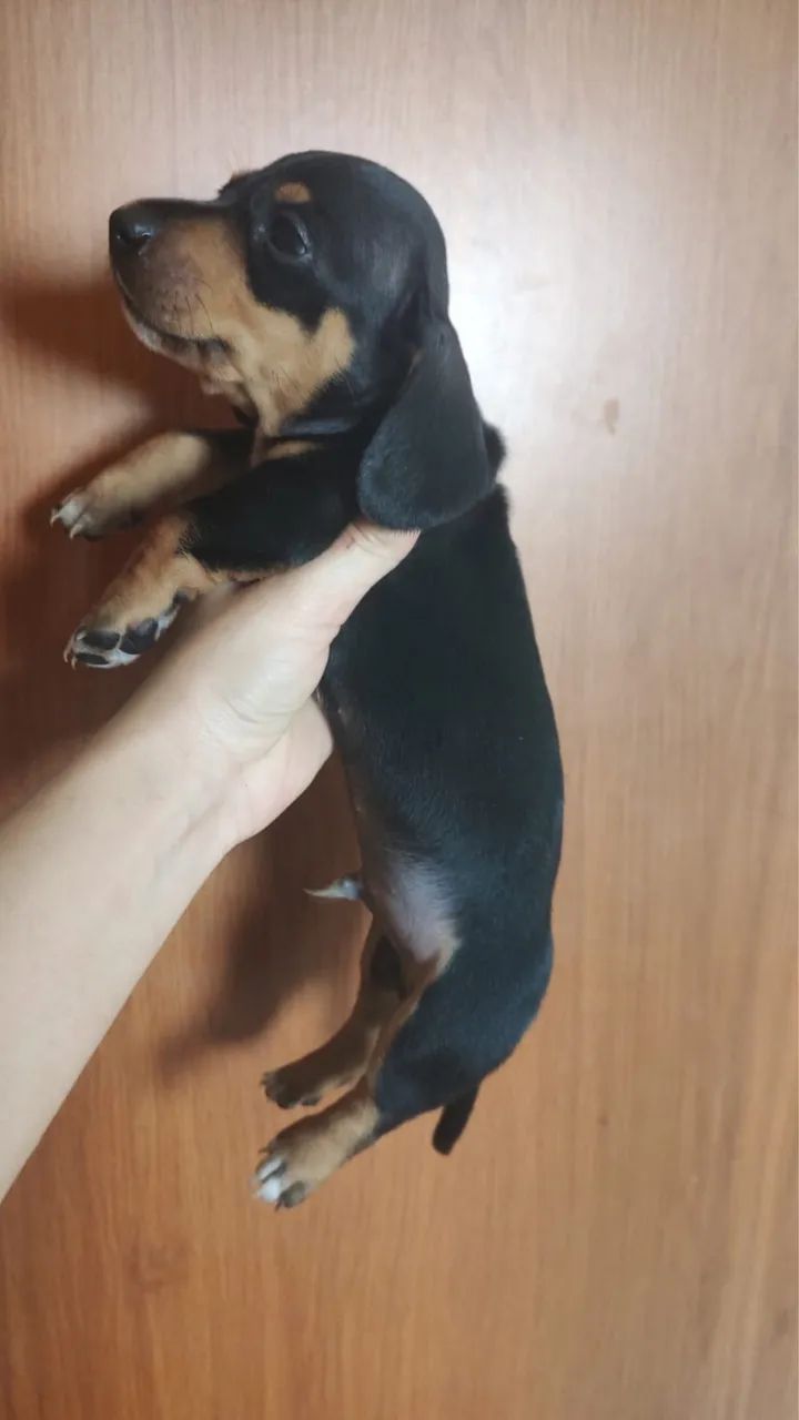 Salsicha dachshund  - Foto 2