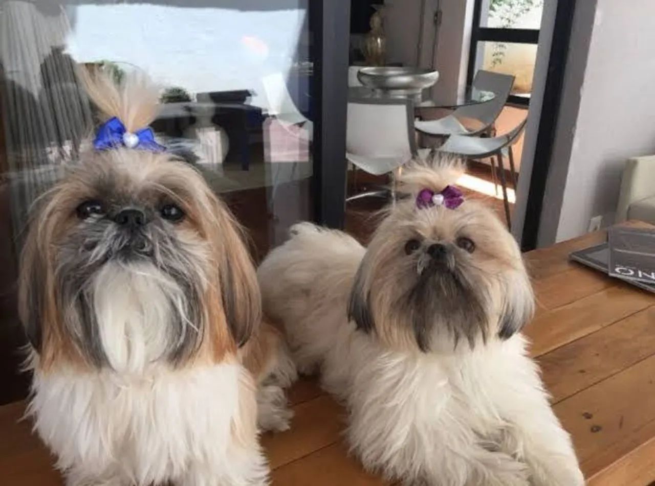 Lhasa Apso macho e fêmea 