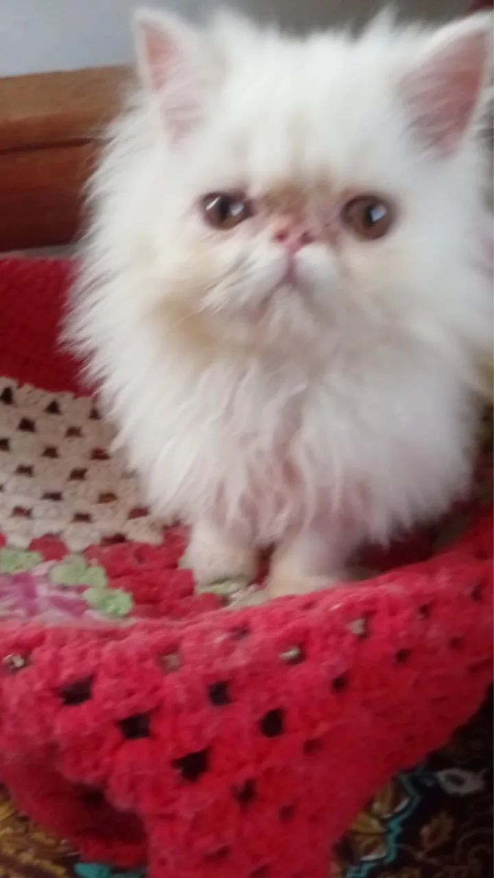 Gato Persa  - Foto 3