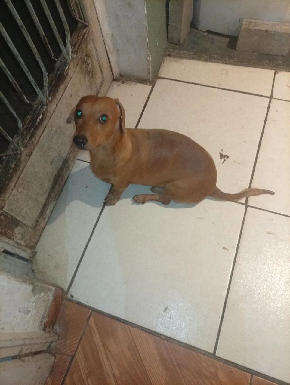 Dachshund Puppy65570201180417122