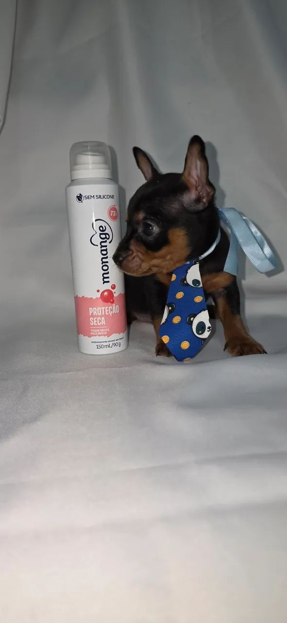 Pinscher fêmea e macho  - Foto 2