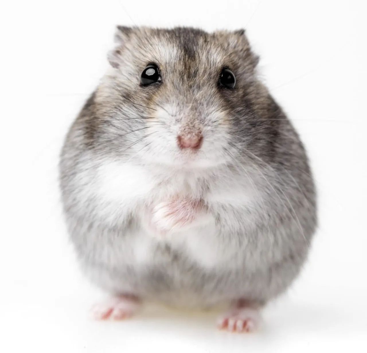 Hamster 