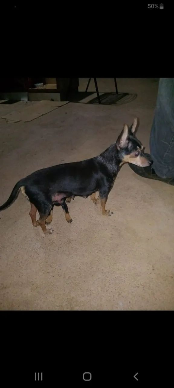 Vende se cachorro  - Foto 4