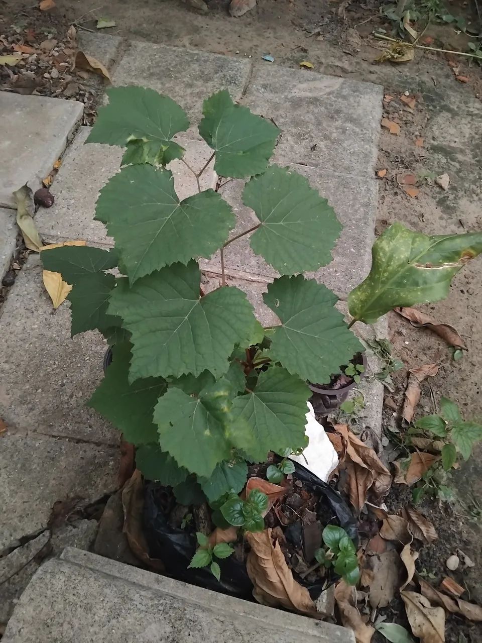 MUDAS DE FRUTIFERAS