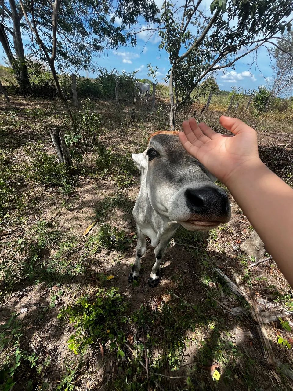 ? BOIS E VACAS À VENDA! ?   - Foto 3