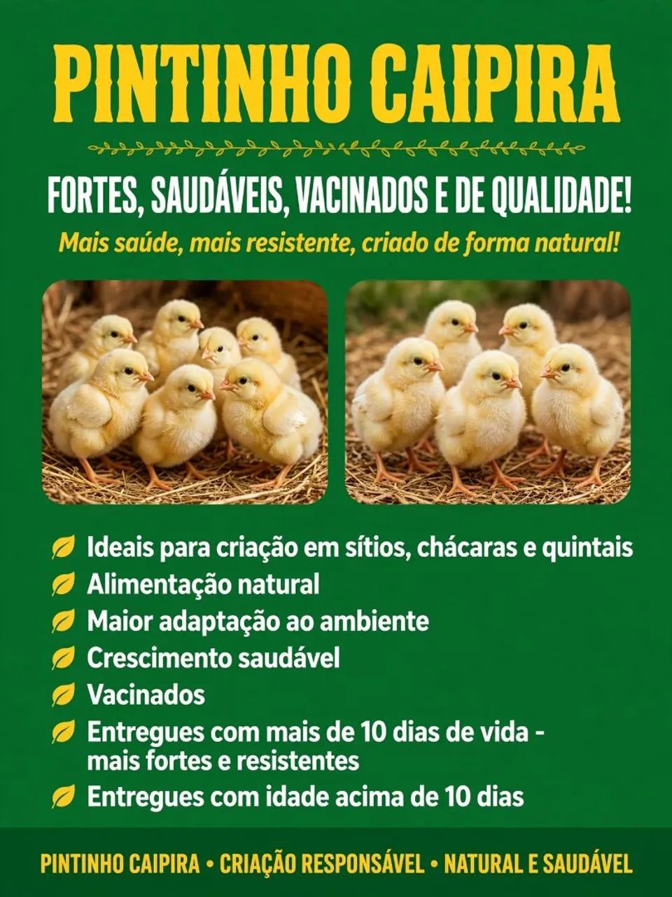 Pintinhos Caipira  - Foto 3