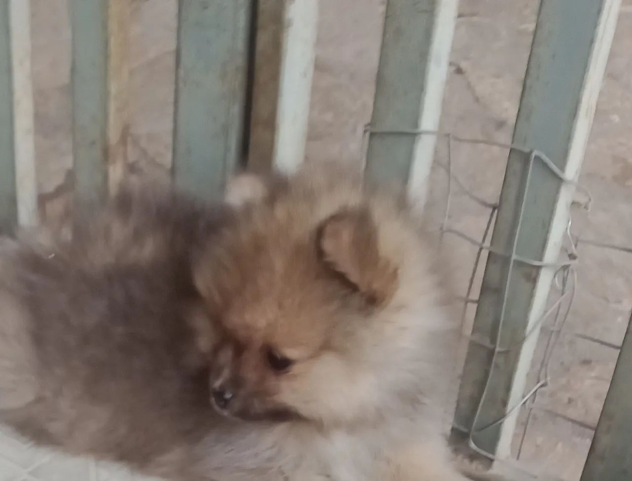 Vende-se filhotes de Lulu.da Pomerânia - Foto 5