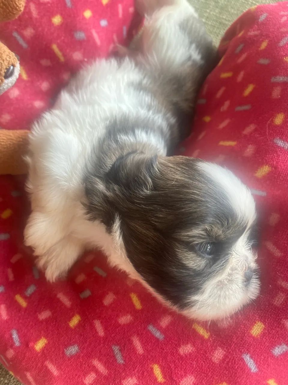Pets - Foto 4