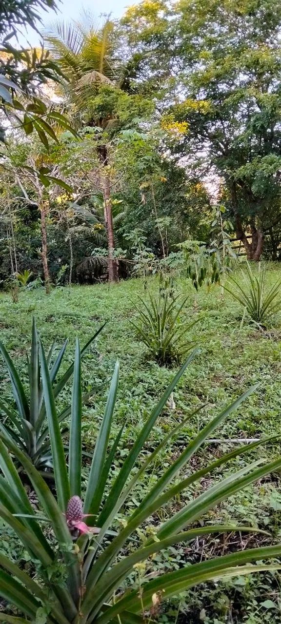 Lotes de terreno e mini chácaras 