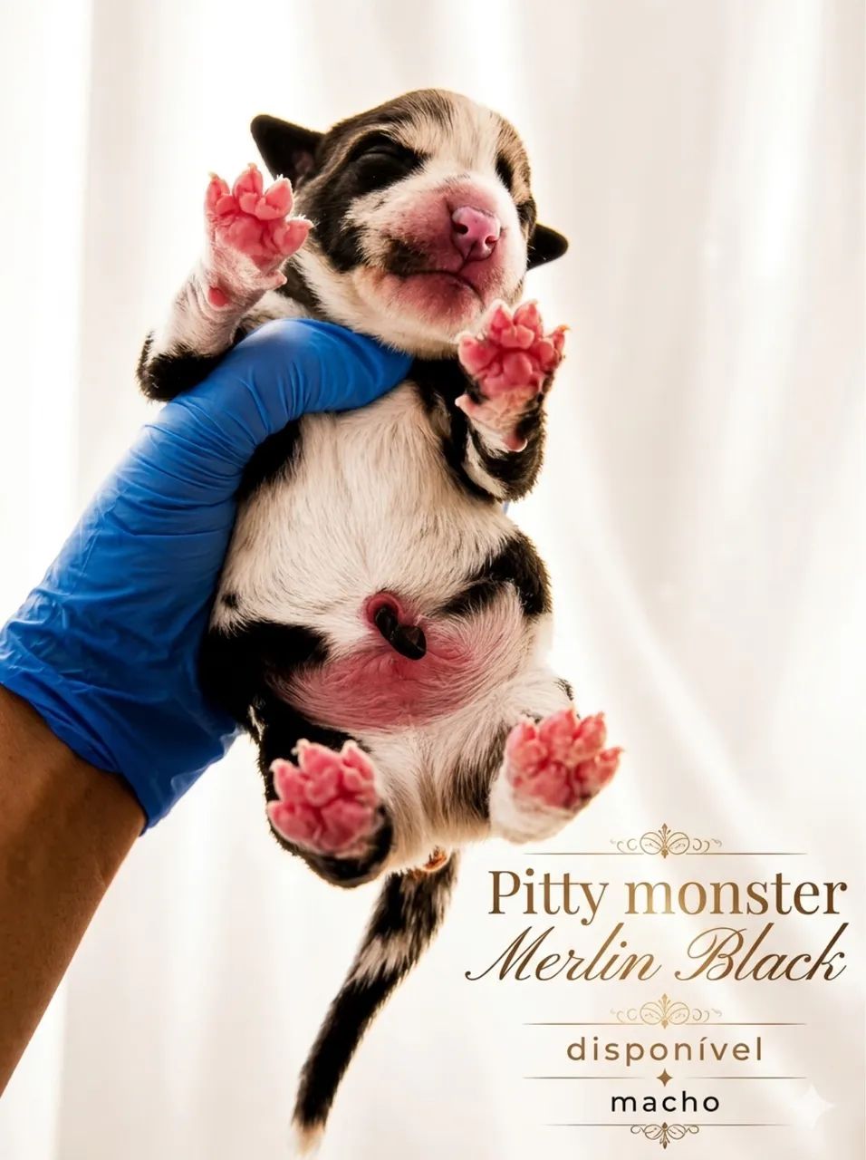 PIT MONSTER TRIMERLE BLECK - Foto 4
