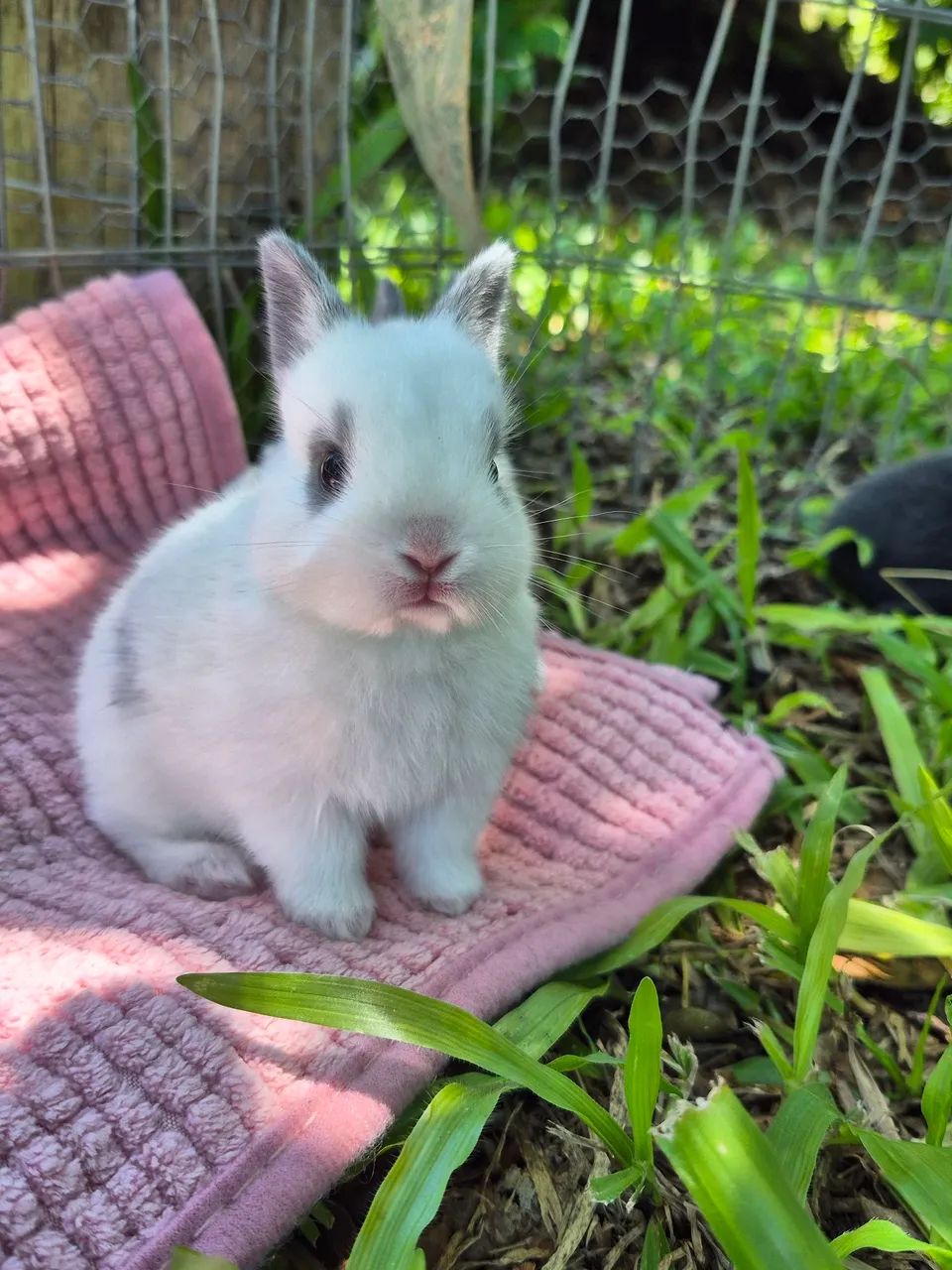 Vendo filhotes de coelho 