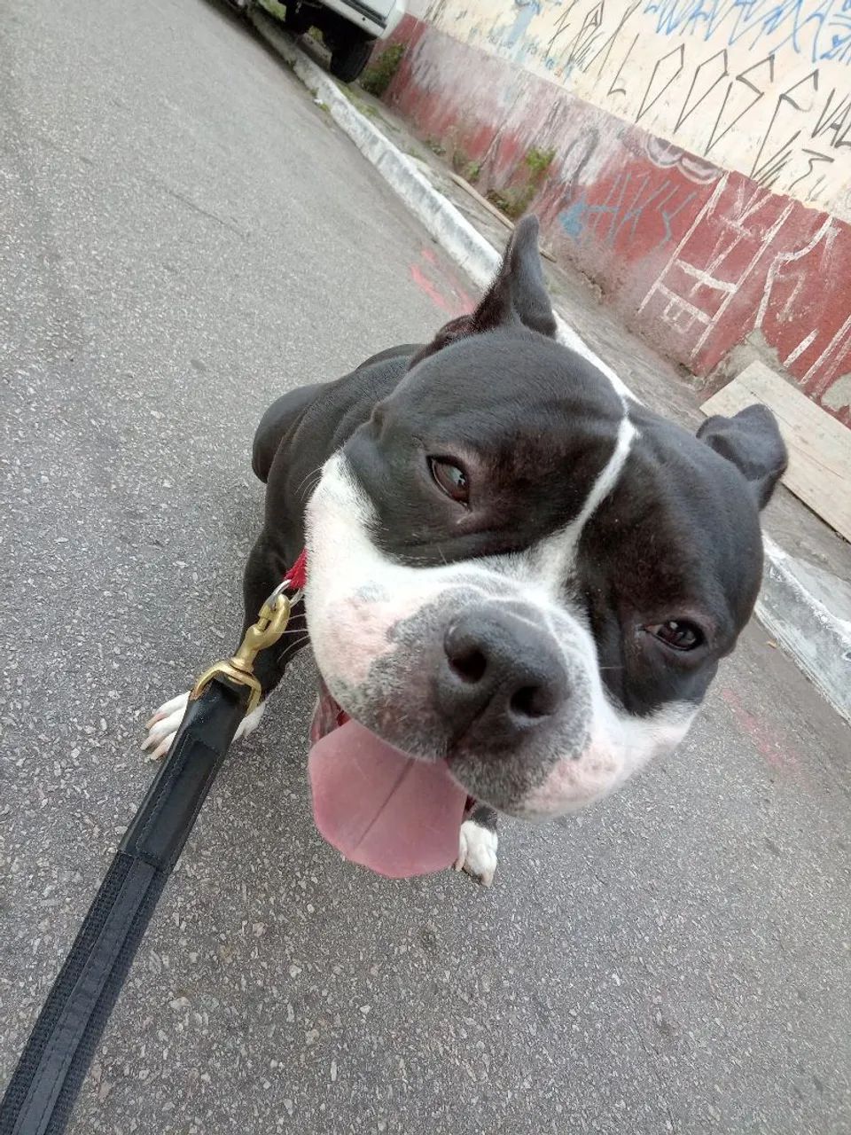 Adestramento de cães  - Foto 2