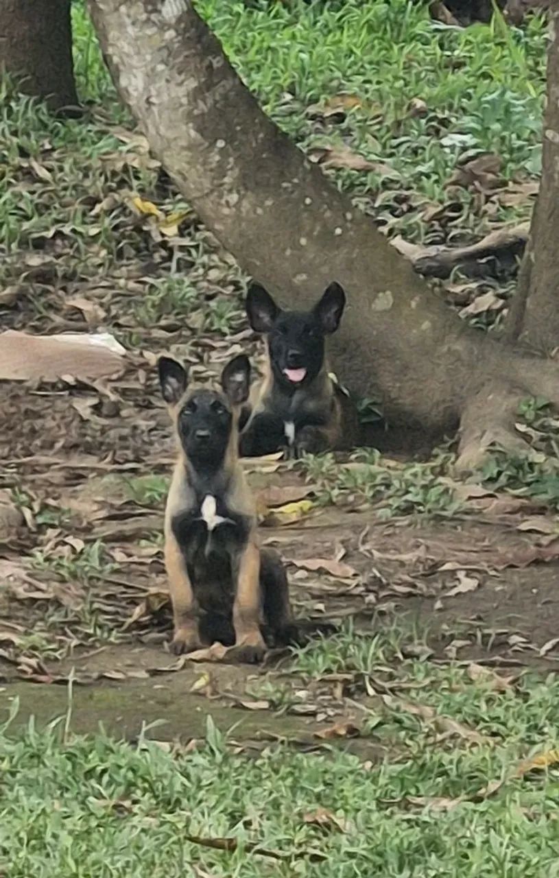 Filhotes de Belga malinois - Foto 2