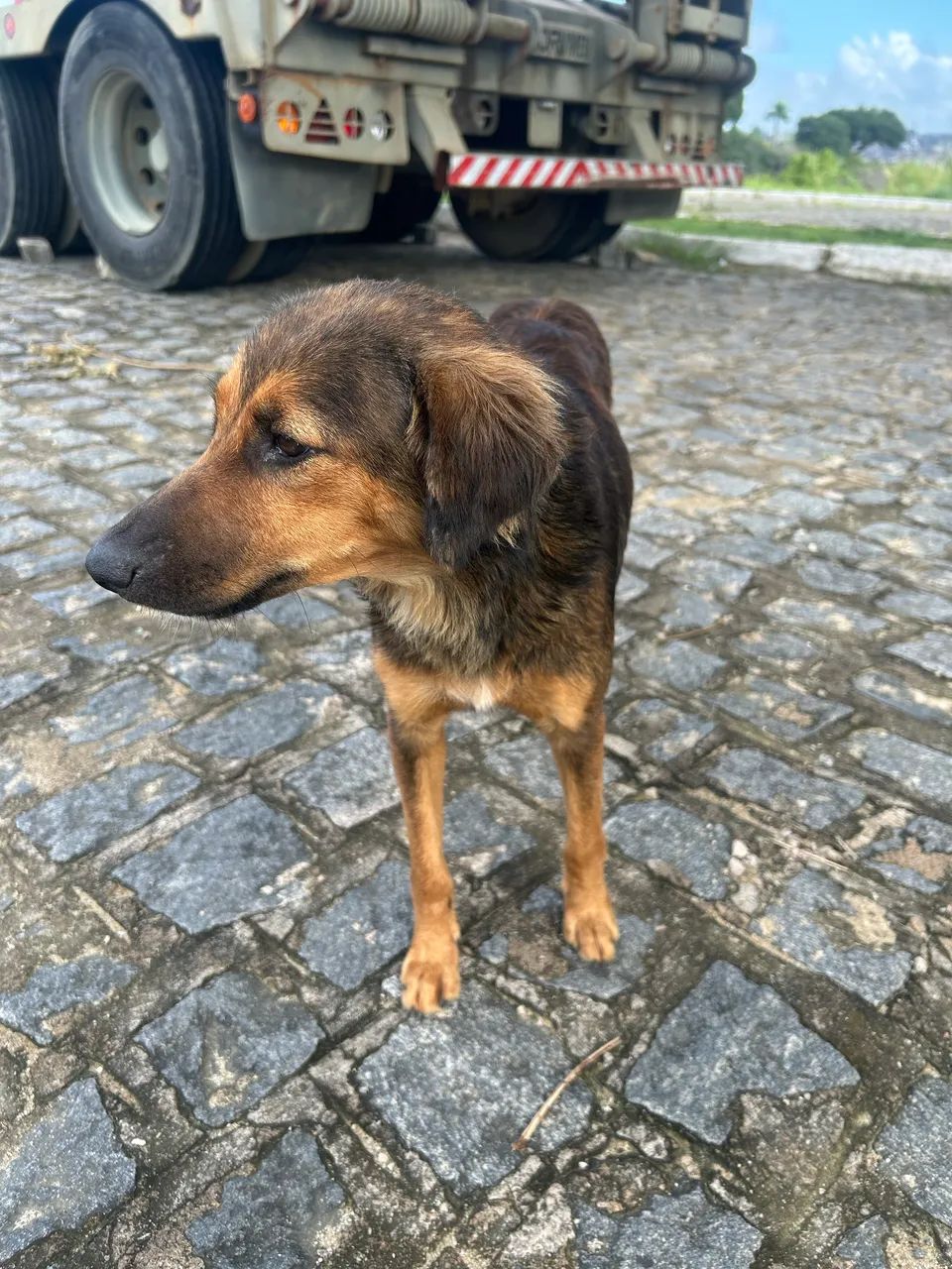 Cadela pra adoção responsável  - Foto 5