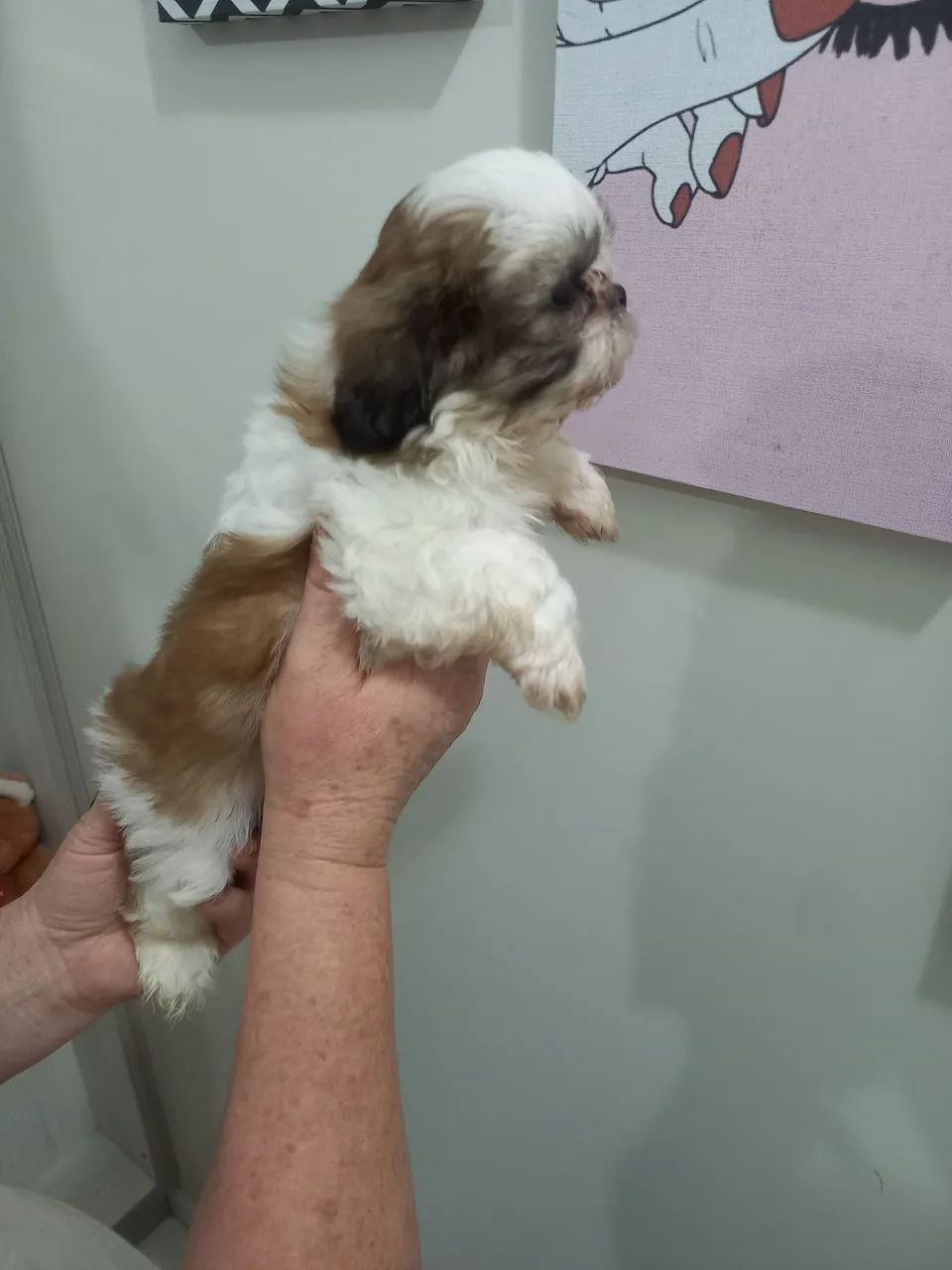 Mini shih tzu 
