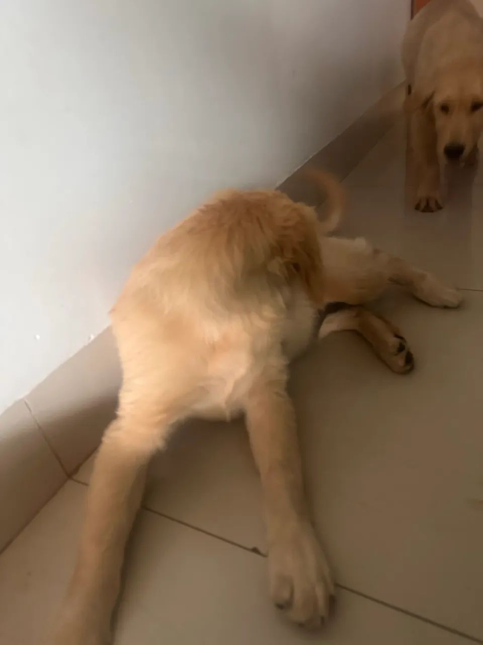Golden retriever  - Foto 3