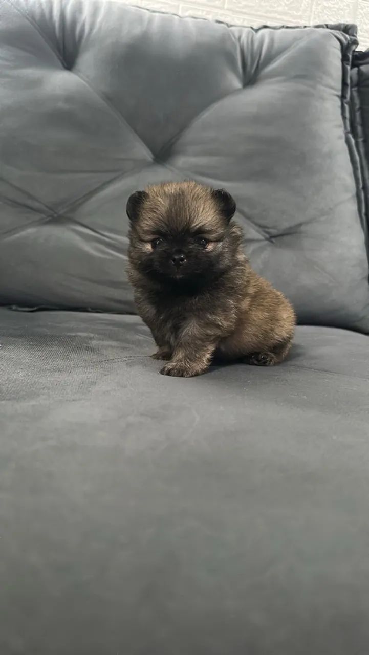  Cachorro  - Foto 4