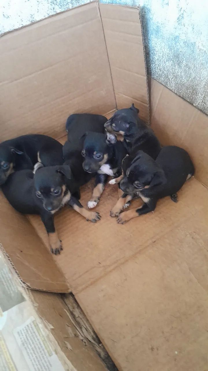 Cachorro pinscher  - Foto 5