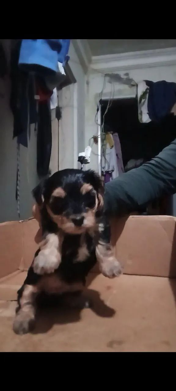 Filhote morkie