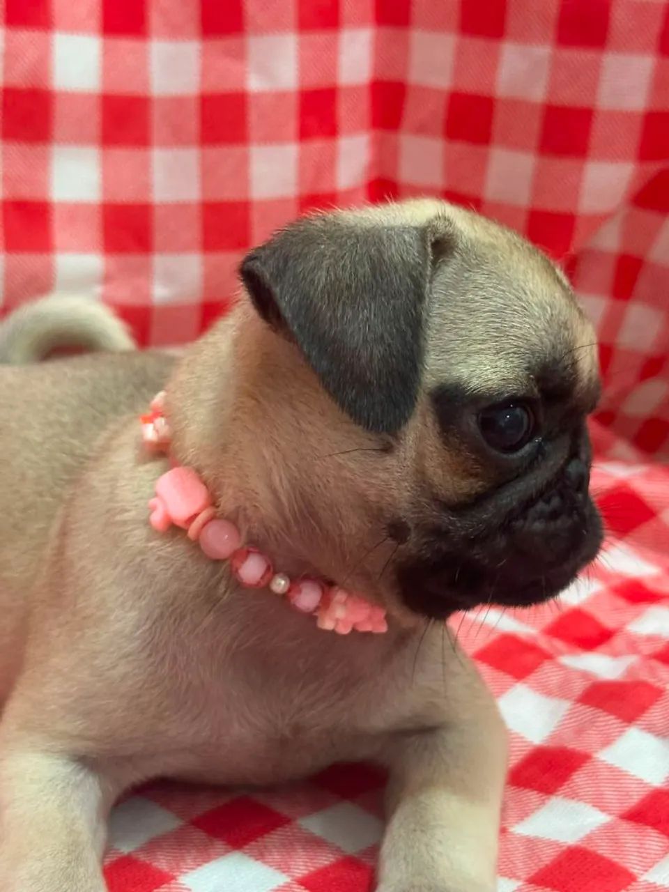 Pug - Foto 3
