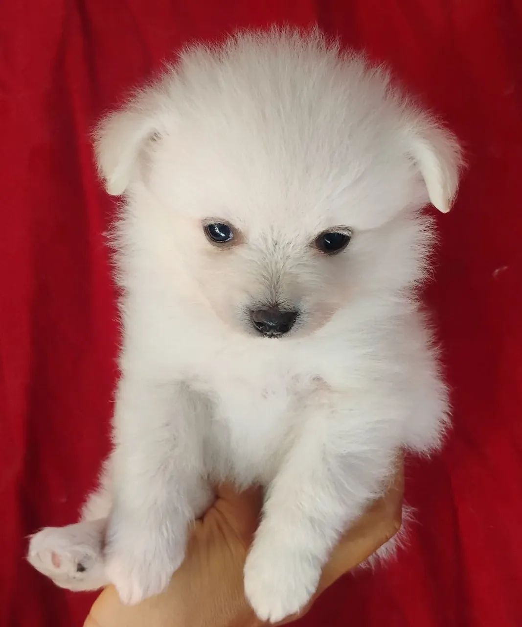 Vendo filhotes de Spitz alemão  - Foto 2
